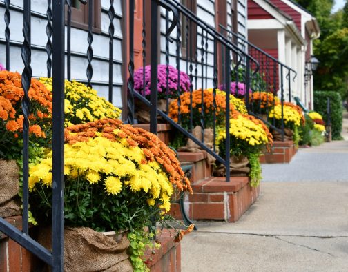 Colorful fall autumn Chrysanthemums lined up on front porch stoops along a sidewalk